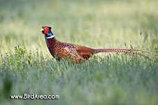 Common Pheasant, Phasianus colchicus