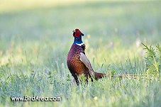 Common Pheasant, Phasianus colchicus