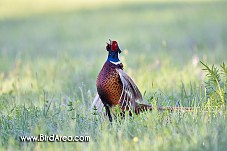 Common Pheasant, Phasianus colchicus