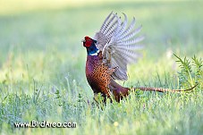 Common Pheasant, Phasianus colchicus