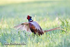 Common Pheasant, Phasianus colchicus