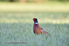 Common Pheasant, Phasianus colchicus