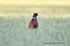 Common Pheasant, Phasianus colchicus