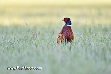 Common Pheasant, Phasianus colchicus