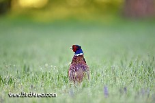 Common Pheasant, Phasianus colchicus