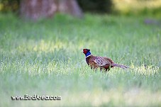 Common Pheasant, Phasianus colchicus