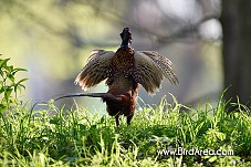 Common Pheasant, Phasianus colchicus