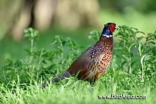 Common Pheasant, Phasianus colchicus