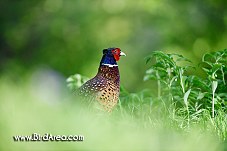 Common Pheasant, Phasianus colchicus