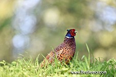 Common Pheasant, Phasianus colchicus