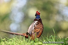 Common Pheasant, Phasianus colchicus