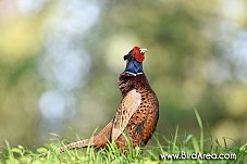 Common Pheasant, Phasianus colchicus