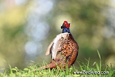 Common Pheasant, Phasianus colchicus