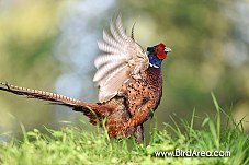 Common Pheasant, Phasianus colchicus