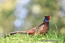 Common Pheasant, Phasianus colchicus