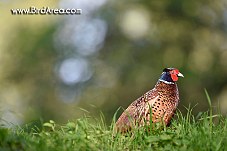 Common Pheasant, Phasianus colchicus