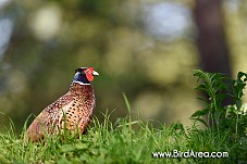 Common Pheasant, Phasianus colchicus