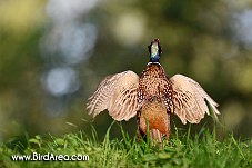 Common Pheasant, Phasianus colchicus