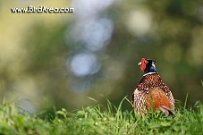 Common Pheasant, Phasianus colchicus