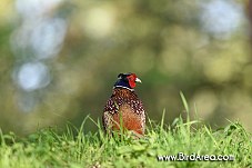 Common Pheasant, Phasianus colchicus