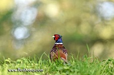 Common Pheasant, Phasianus colchicus