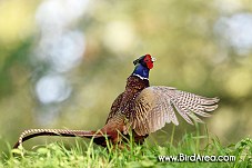 Common Pheasant, Phasianus colchicus