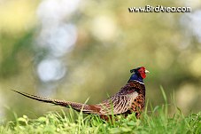 Common Pheasant, Phasianus colchicus