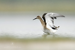 Jespák bojovný, Ruff, Philomachus pugnax