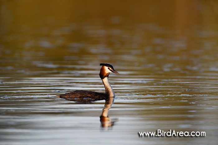 Great Crested Grebe, Podiceps cristatus