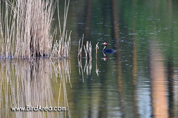 Great Crested Grebe, Podiceps cristatus