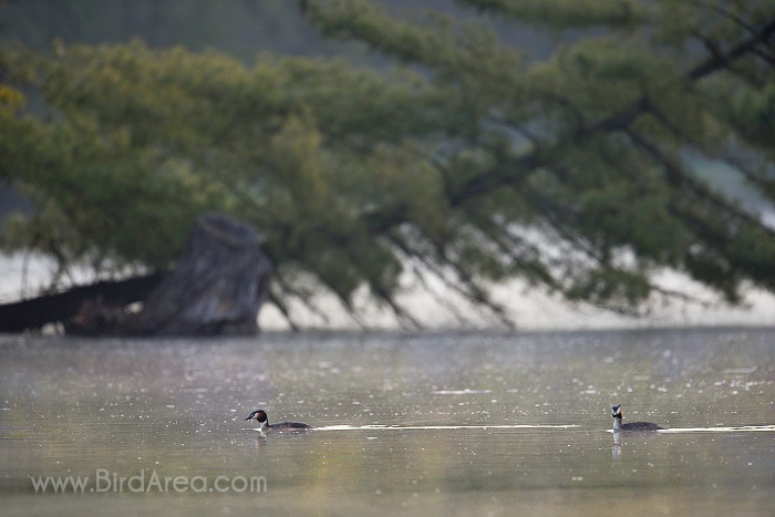 Great Crested Grebe, Podiceps cristatus