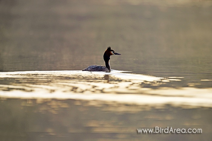 Great Crested Grebe, Podiceps cristatus