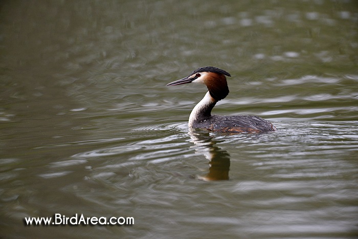 Great Crested Grebe, Podiceps cristatus