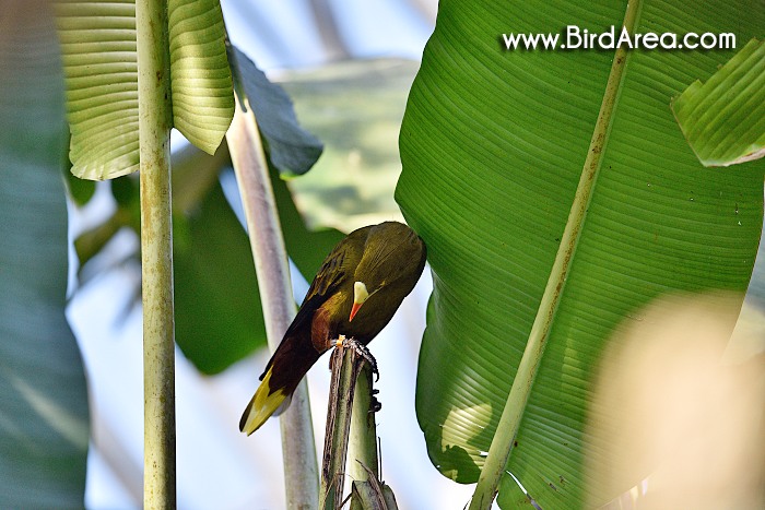 Green Oropendola, Psarocolius viridis