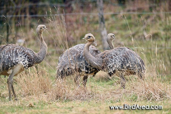 Lesser Rhea or Darwin's Rhea, Pterocnemia pennata