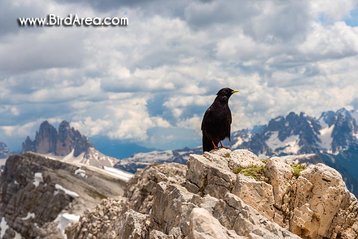 Kavče žlutozobé (Pyrrhocorax graculus) na hoře Dürrenstein (Picco di Vallandro)