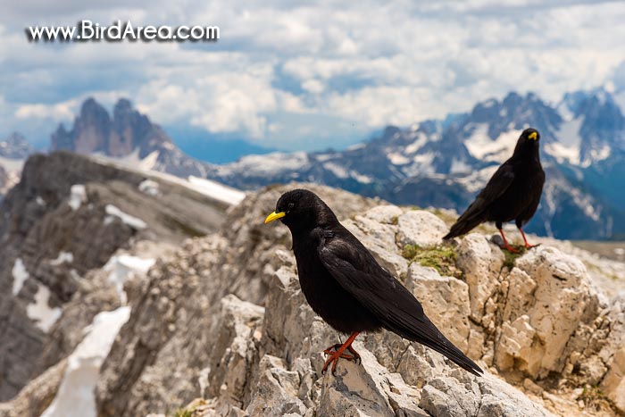 Kavče žlutozobé (Pyrrhocorax graculus) na hoře Dürrenstein (Picco di Vallandro)