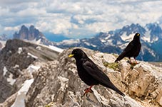 Alpine Chough