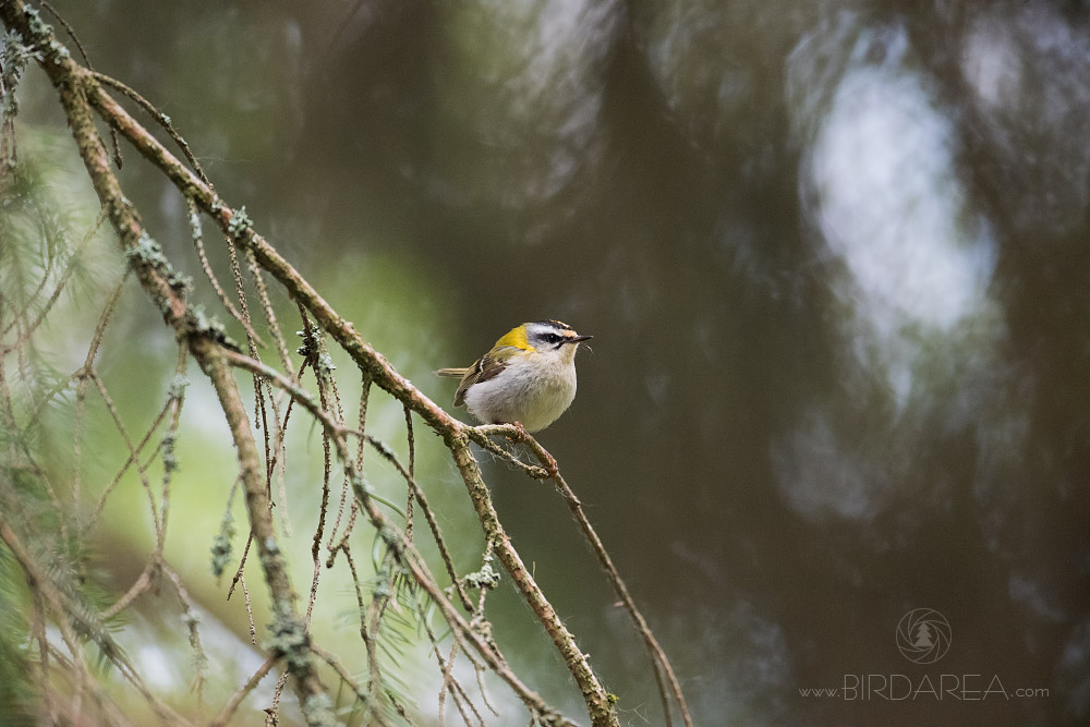 Králíček ohnivý, Firecrest, Regulus ignicapilla