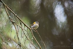 Králíček ohnivý, Regulus ignicapilla, Firecrest