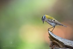 Králíček ohnivý, Regulus ignicapilla, Firecrest