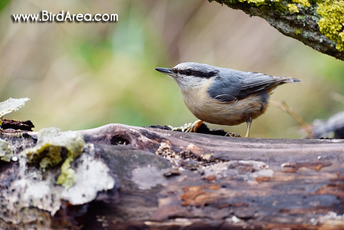 Wood Nuthatch, Sitta europaea