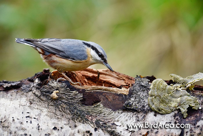 Wood Nuthatch, Sitta europaea