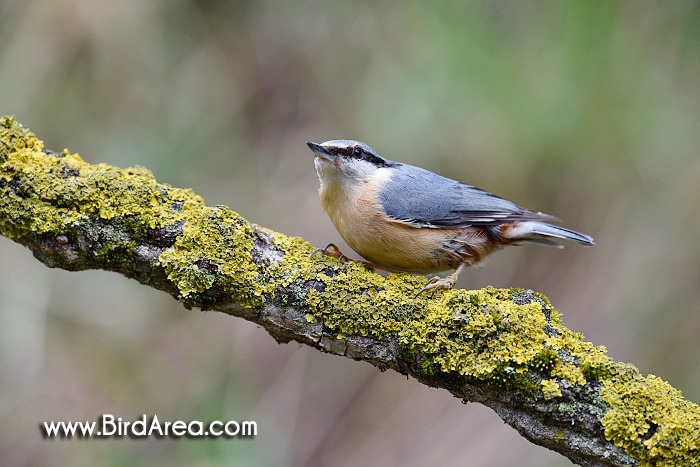 Wood Nuthatch, Sitta europaea