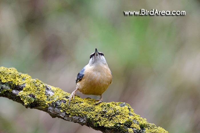 Wood Nuthatch, Sitta europaea