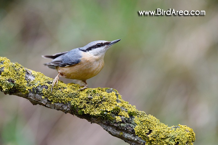 Wood Nuthatch, Sitta europaea