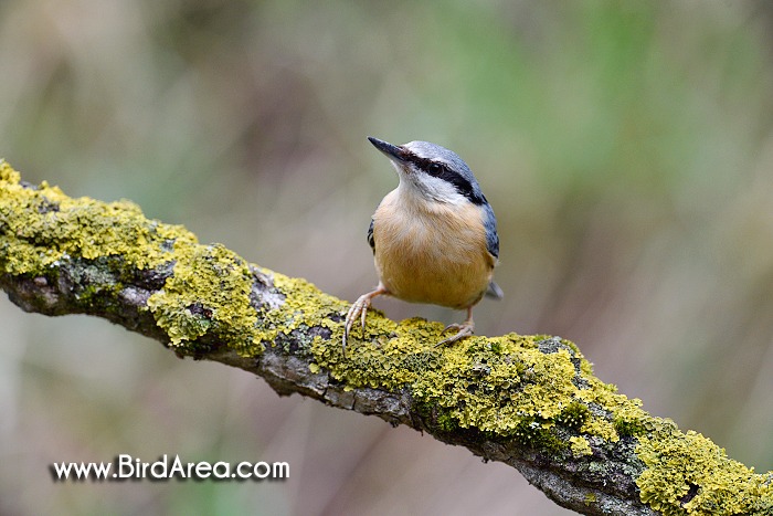 Wood Nuthatch, Sitta europaea