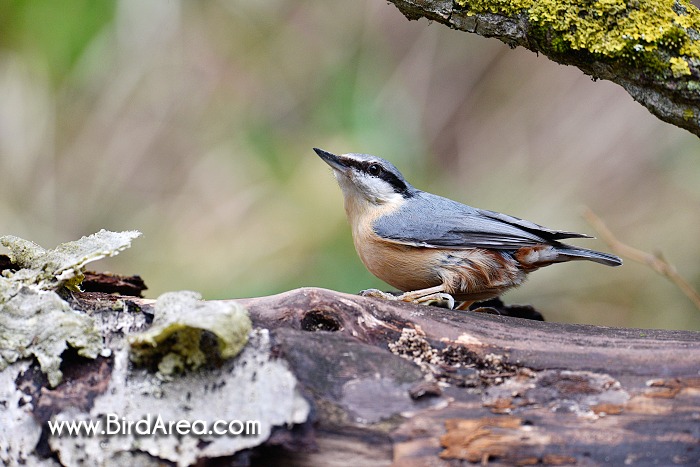 Wood Nuthatch, Sitta europaea