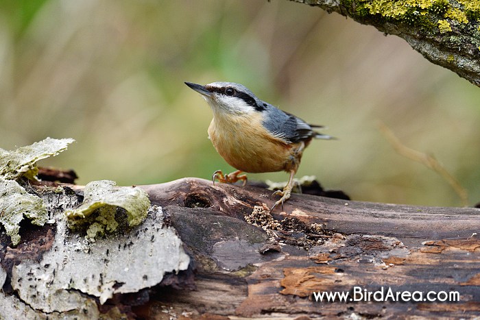 Wood Nuthatch, Sitta europaea