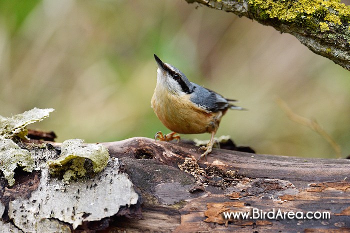 Wood Nuthatch, Sitta europaea